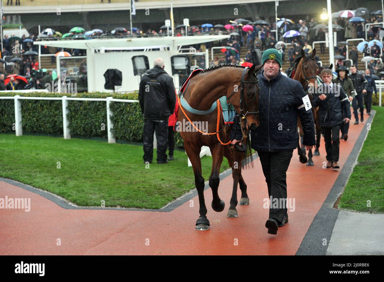 Pferde auf Parade vor der Cross Country Mitchouka 4,10, die nach oben geführt wird Tag 2, Rennen beim Cheltenham Gold Cup Festival in Cheltenham Raceco Stockfoto