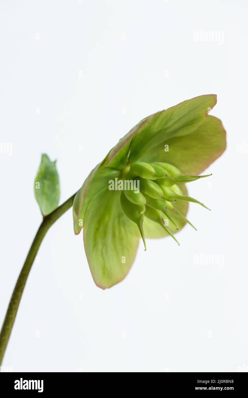 Nahaufnahme eines Diva Helleborus HGC-Blütenkopfes mit Blütenblättern, die vor weißem Hintergrund grün geworden sind, England, Großbritannien Stockfoto