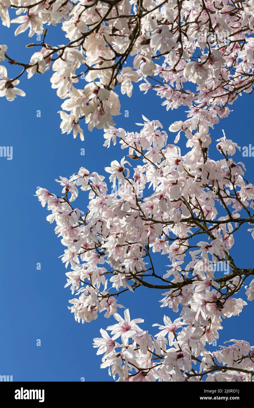 Nahaufnahme der Magnolienblüten, die im Frühjahr vor blauem Himmel blühen, England, Großbritannien Stockfoto