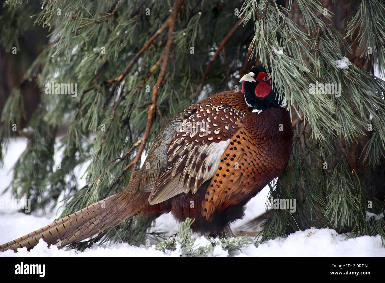 Tiere in der Wildnis Konzept - ein Porträt von goldenen faasant Wandern im Schnee Stockfoto