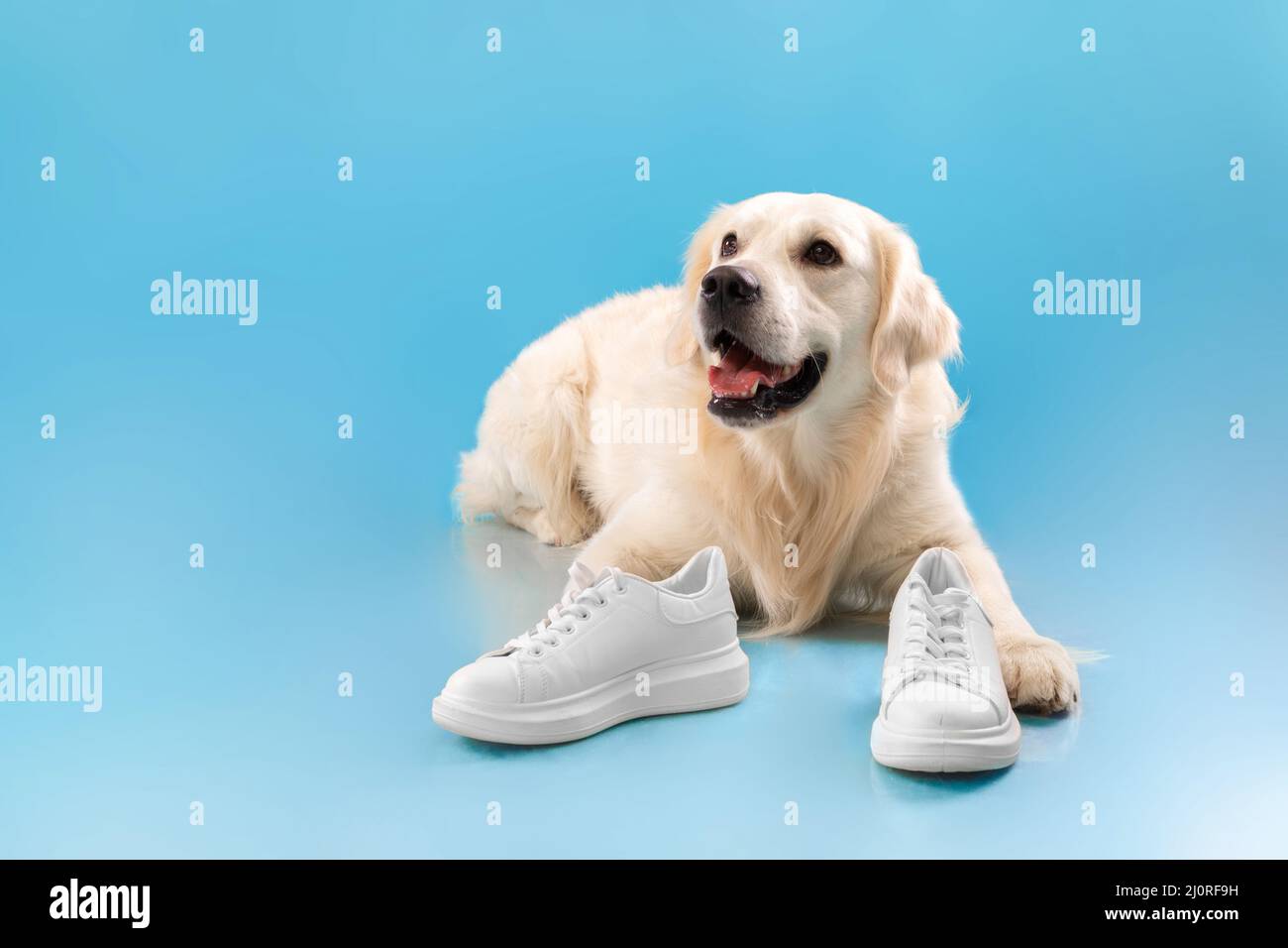 Porträt von niedlichen gesunden Hund posiert mit Schuhen Stockfoto