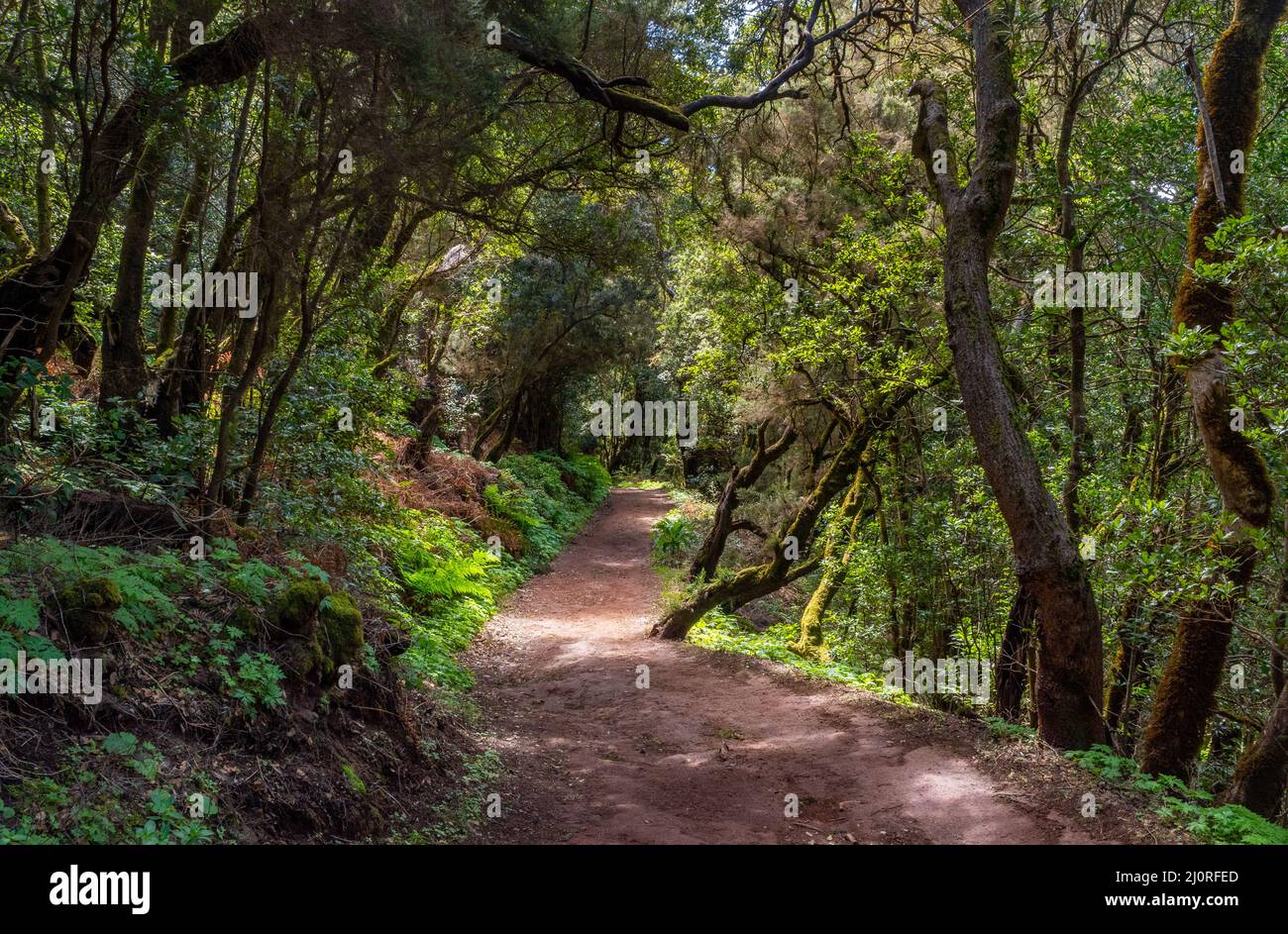 Regenwald im Garajonay Nationalpark auf der Kanarischen Insel La Gomera Stockfoto