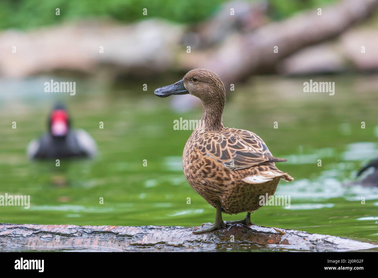 Die Ente steht auf einem Holzbalken, der knapp über dem Wasser führt Stockfoto