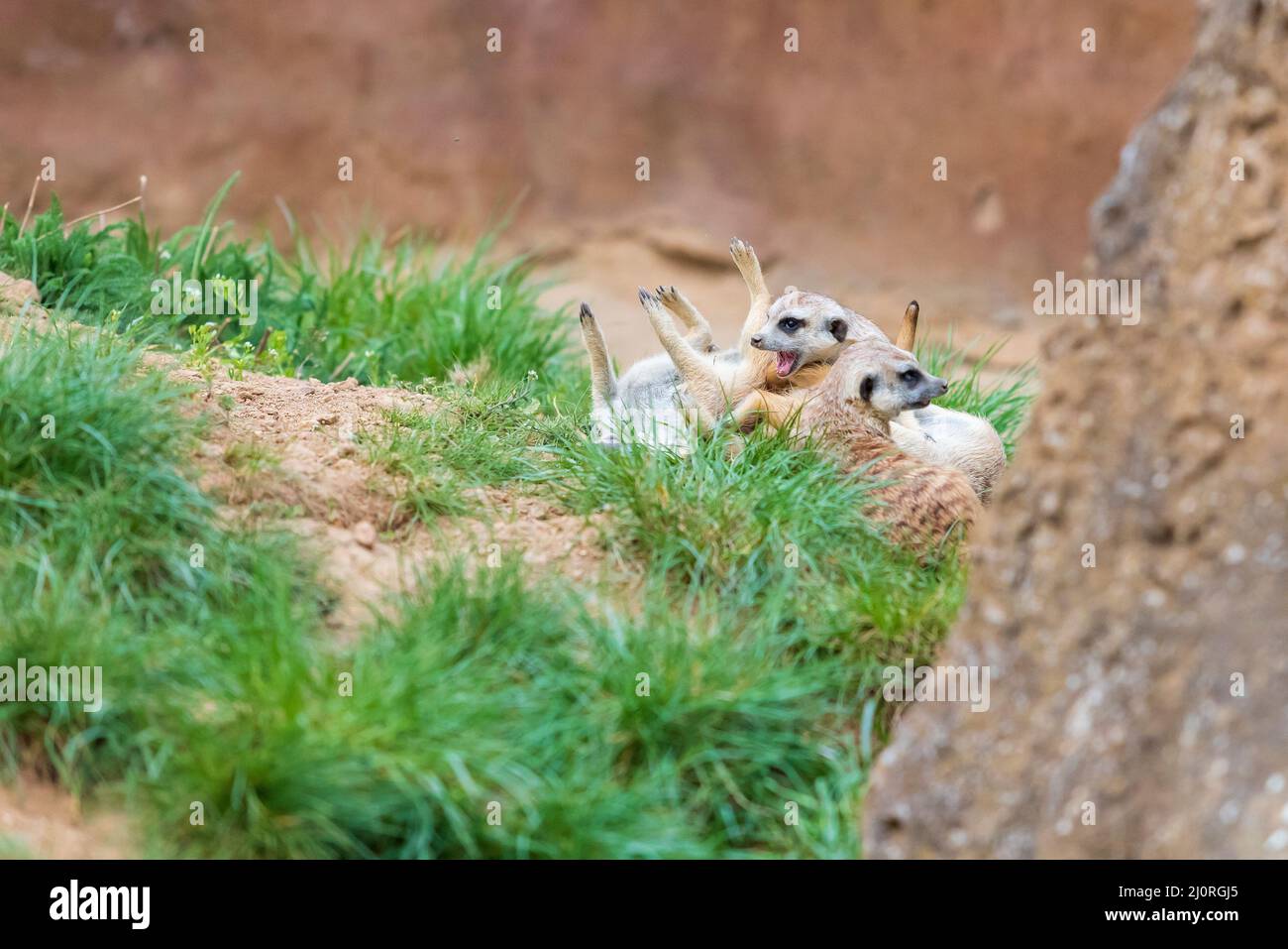 Erdmännchen - Suricata suricatta in einer Gruppe in seinem natürlichen Lebensraum spielt in einer Gruppe. Stockfoto