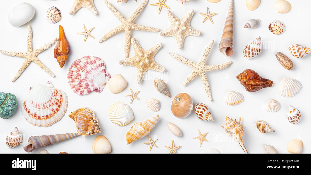 Hintergrund mit verschiedenen Muscheln und Seesternen. Draufsicht, horizontal. Muscheln auf weißem Hintergrund. Stockfoto