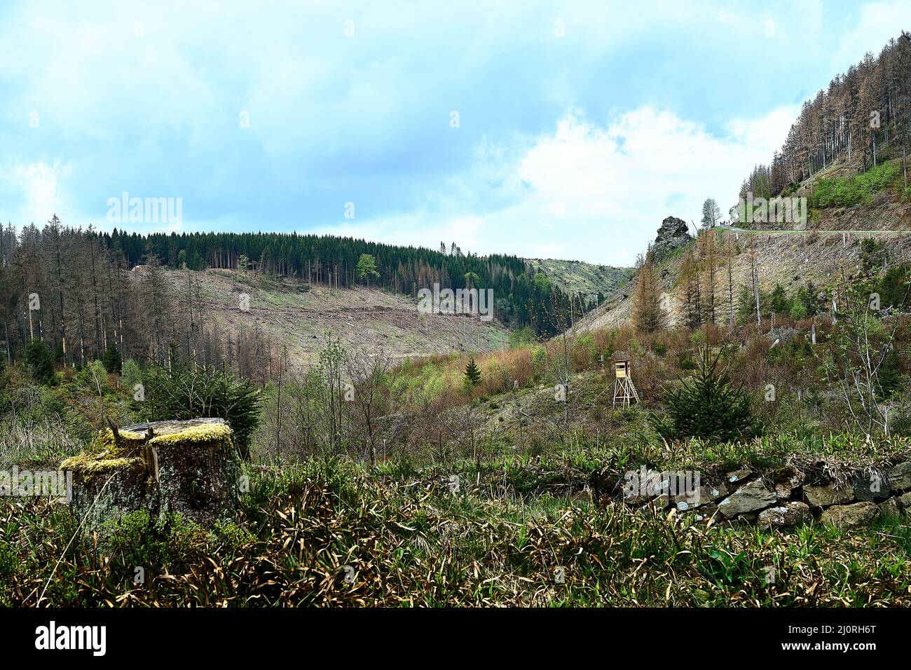 Blick auf Dürre im Harz Stockfoto