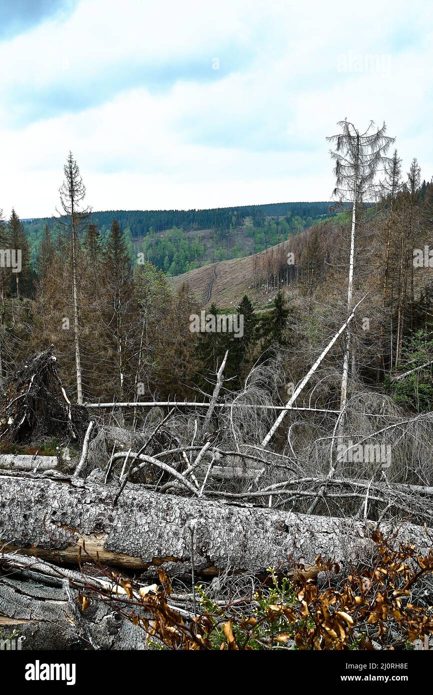 Fichten im Harz Stockfoto