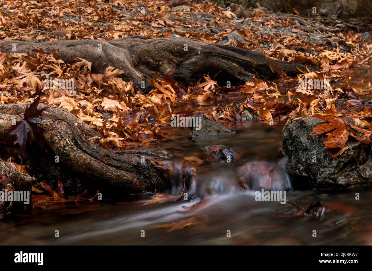 Wasserfall und Fluss fließen mit Ahornblättern auf den Felsen am Fluss im Herbst Stockfoto