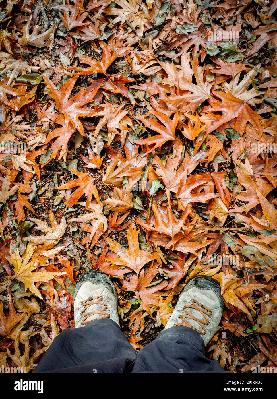 Person mit Wanderkleidung und Schuhen, die auf Herbstblättern steht. Trekking in der Natur Herbst Stockfoto