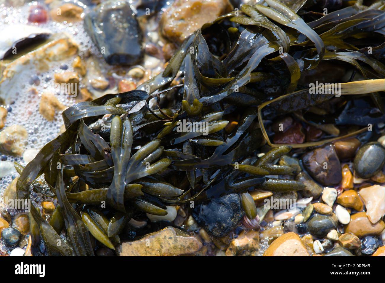 Wissenschaft und Natur - Nahaufnahme von Blasentang/Algen entlang einer Küstenlinie in Großbritannien. Stockfoto
