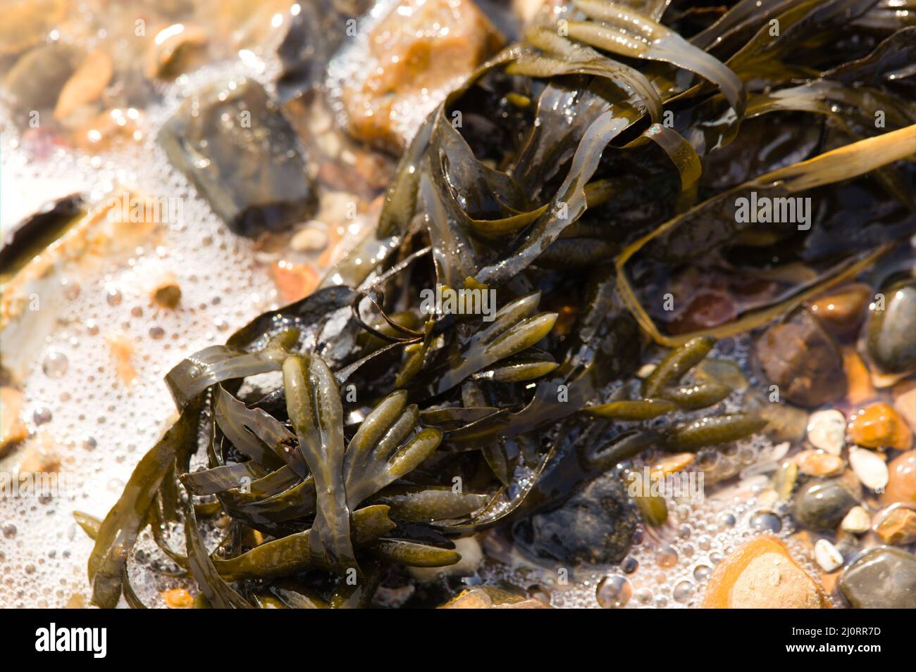 Wissenschaft und Natur - Nahaufnahme von Blasentang/Algen entlang einer Küstenlinie in Großbritannien. Stockfoto