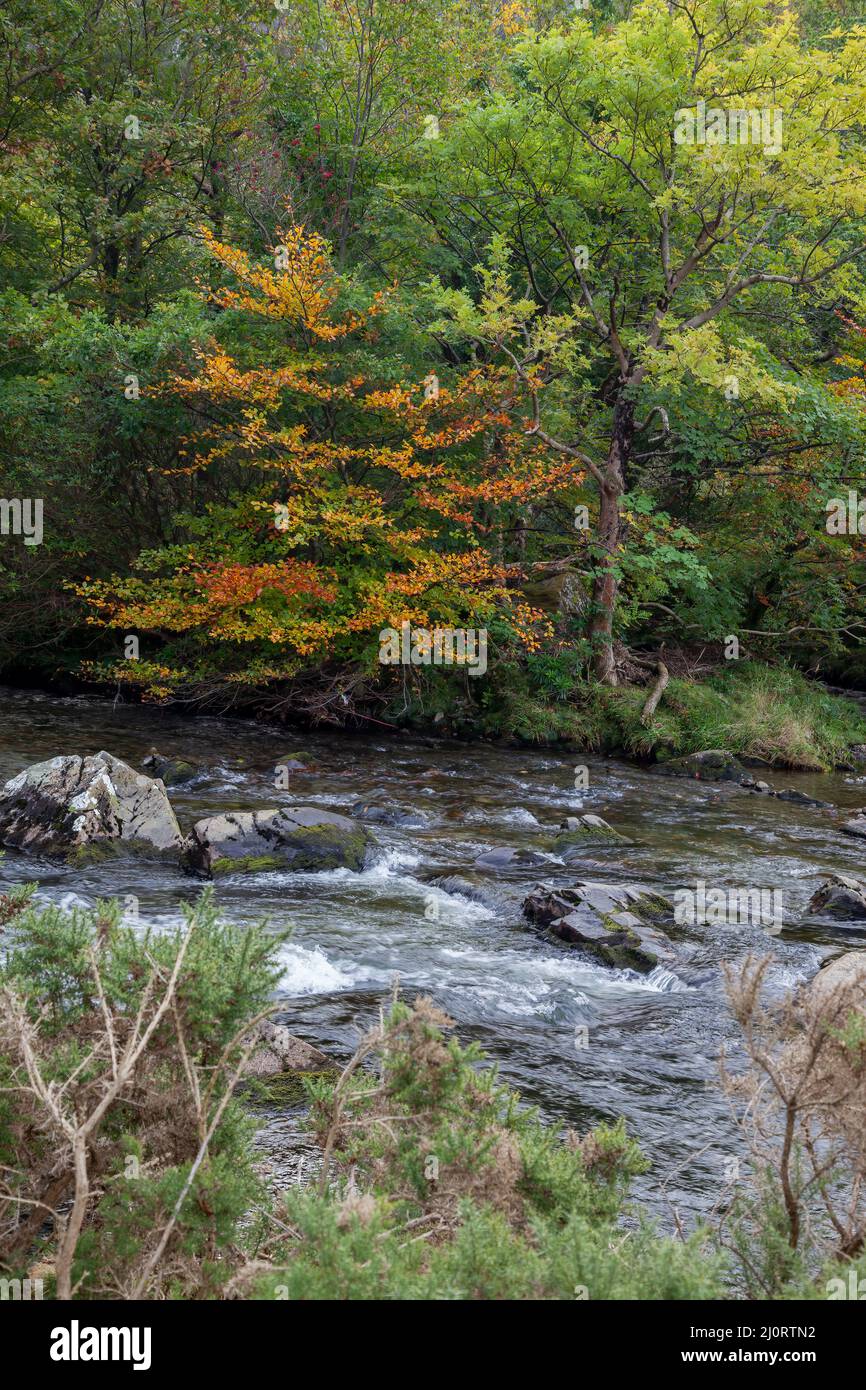 Blick entlang des Flusses Glaslyn im Herbst Stockfoto