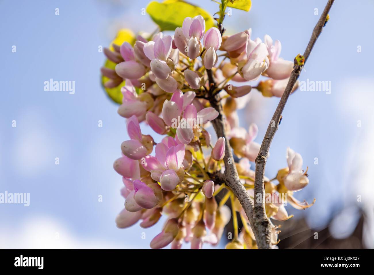 Gliricidia sepium, oft einfach als Gattungsname Gliricidia bezeichnet, ist ein mittelgroßer, langbeiniger Baum aus der Familie der Fabaceae Stockfoto