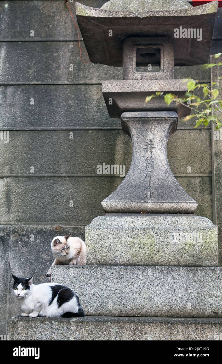 Zwei Katzen sitzen auf der Basis einer Laterne aus Stein. Kyoto. Japan Stockfoto
