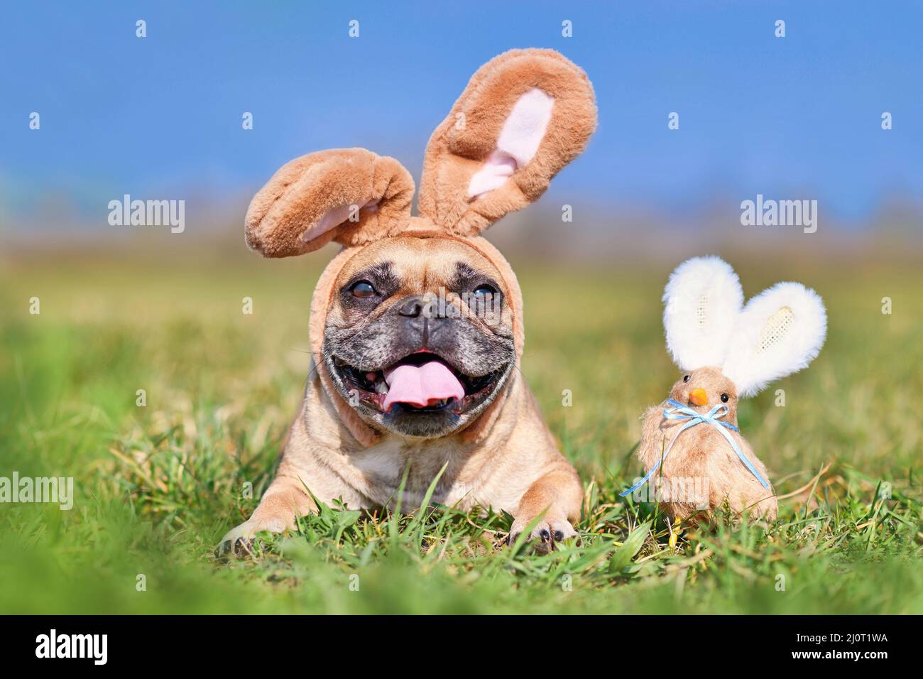 Frohe Ostern Französischer Bulldogge Hund mit Kaninchen Kostümohren neben Deko-Huhn Stockfoto