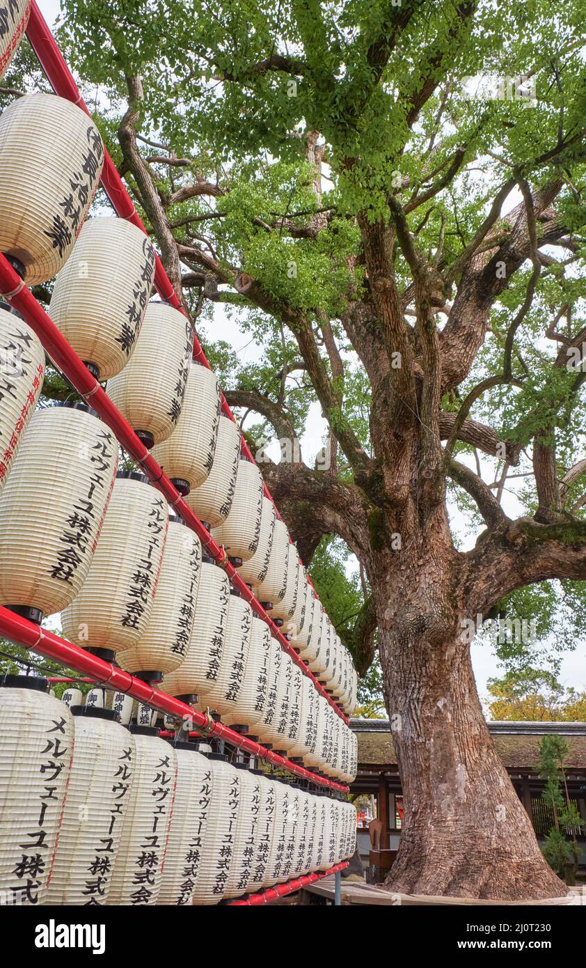 Viele traditionelle Papieraufhellungen (Chochin) am Hirano-Schrein. Kyoto. Japan Stockfoto