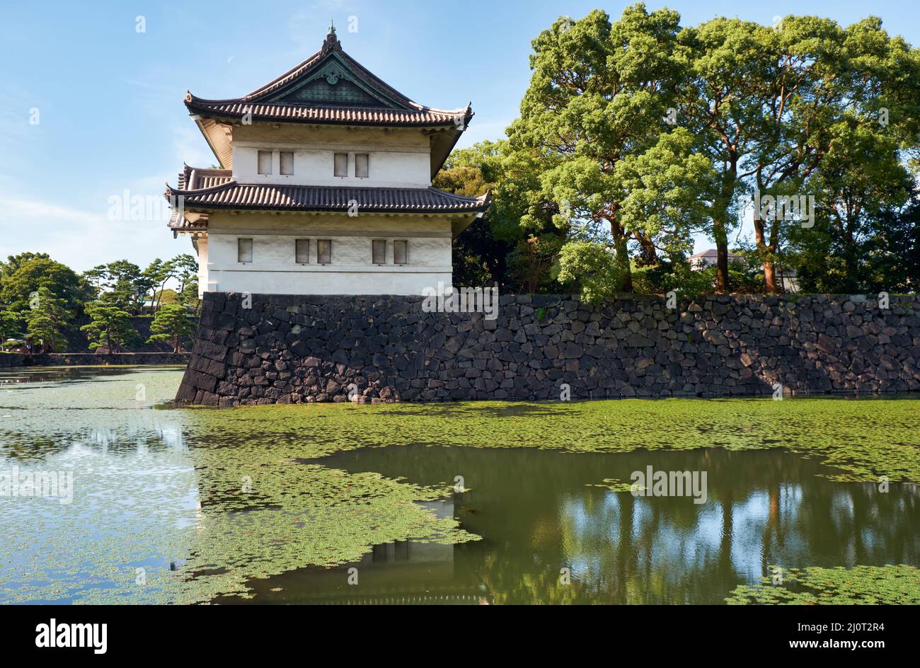 Der Kikyo-bori-Graben ist um den Kaiserpalast von Tokio herum mit Wasserpflanzen überwuchert. Tokio. Japan Stockfoto