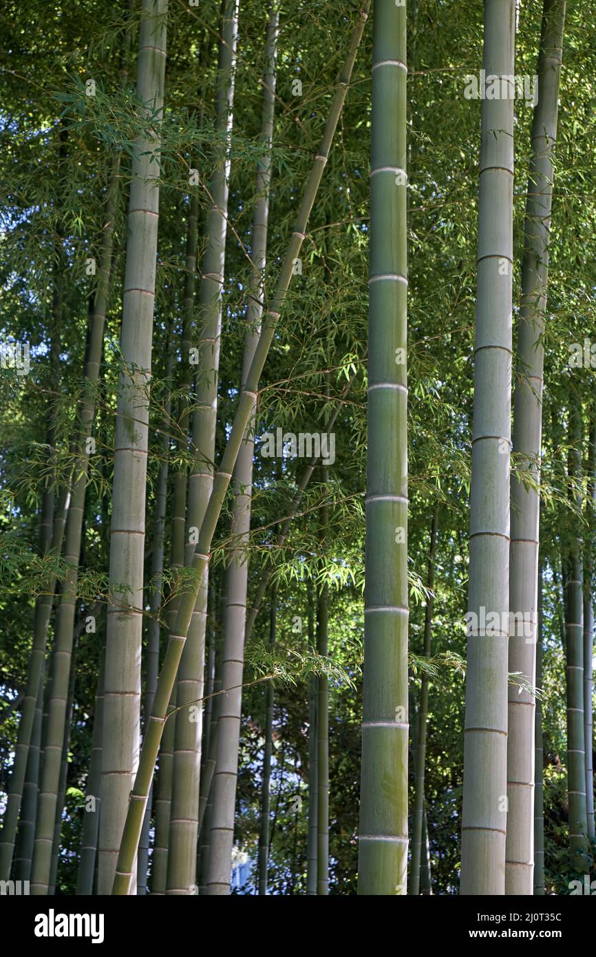 Bambushain des ehemaligen Edo-Schlossgartens. Tokio. Japan Stockfoto