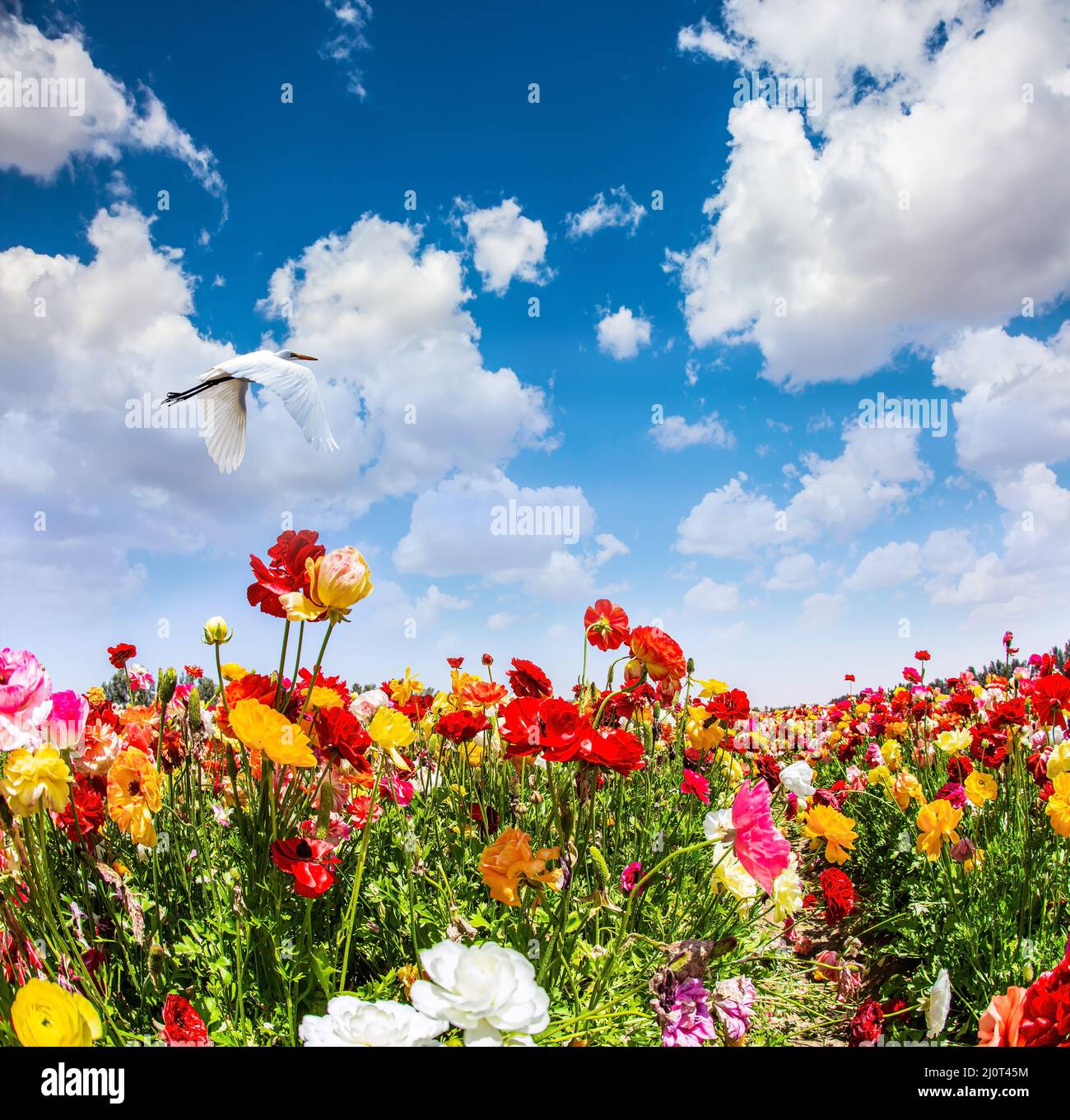 Großer Vogel fliegt über den Boden Stockfoto