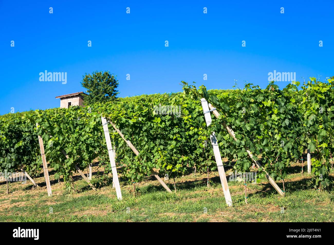 Piemont Hügel in Italien mit landschaftlich reizvoller Landschaft, Weinbergfeld und blauem Himmel Stockfoto