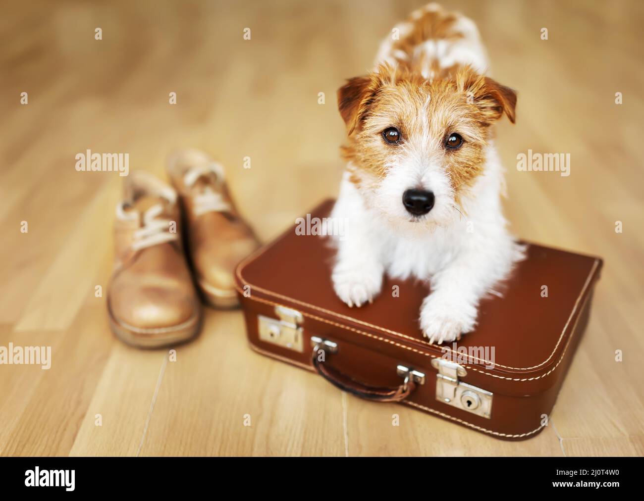 Niedlicher Hundewelpe wartet auf einen Retro-Koffer. Haustierreisen, Urlaub oder Urlaubskonzept. Stockfoto