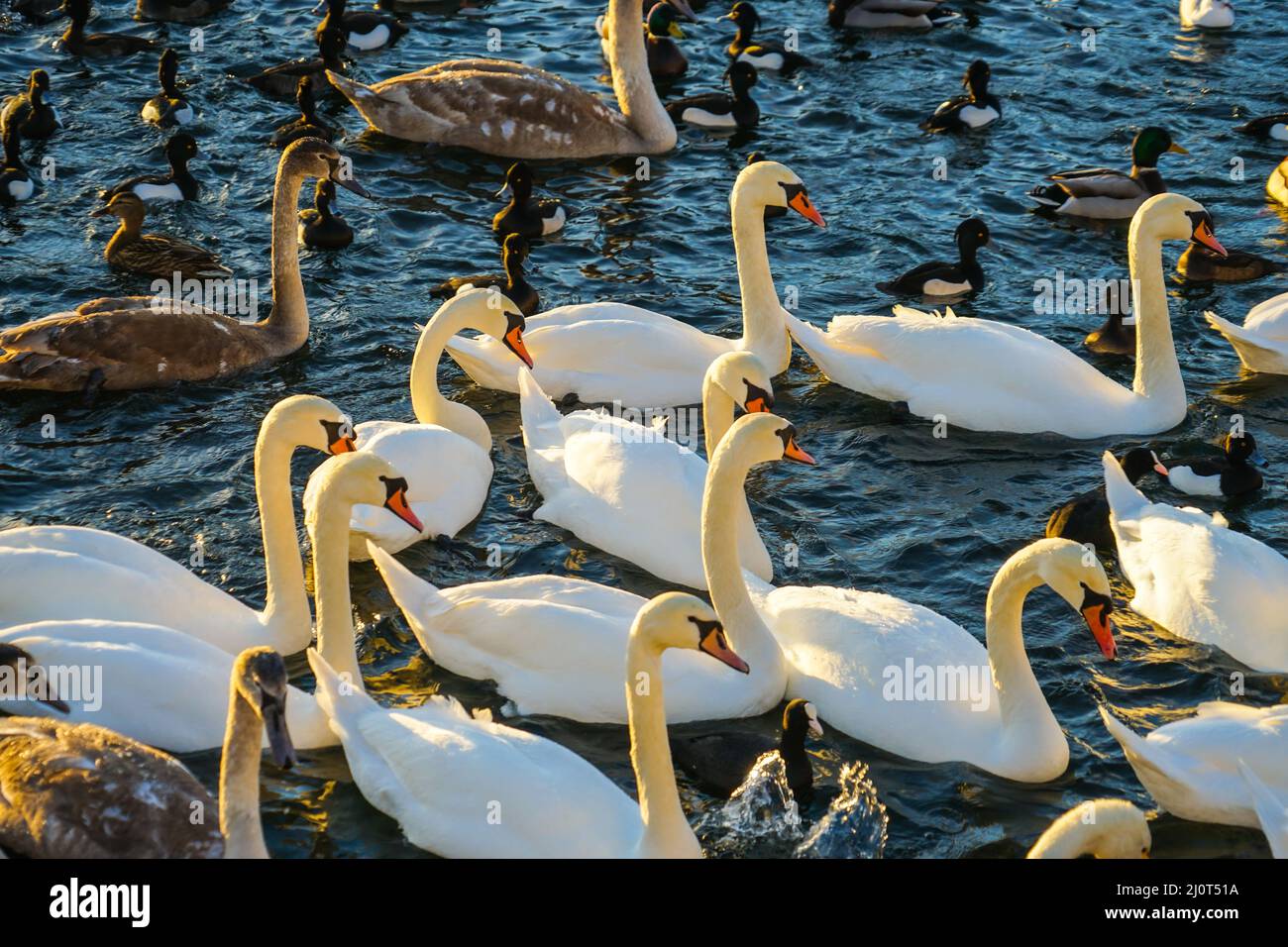 Stockholm Lira See Swan County Stockfoto