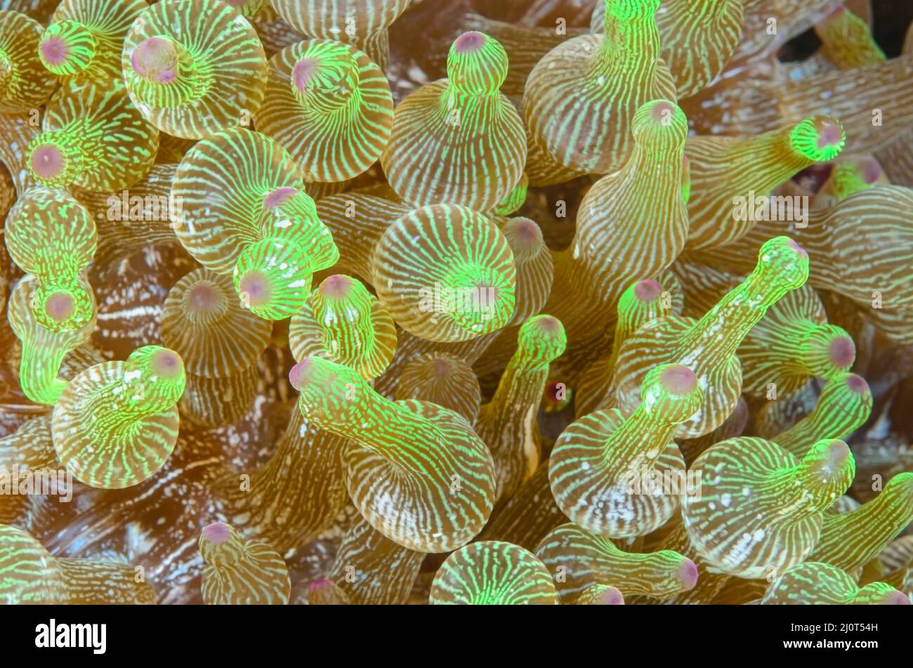 Birnentakel-Seanemone , Entacmaea quadricolor, Alor, Nusa Tenggara, Indonesien, Pazifik Stockfoto