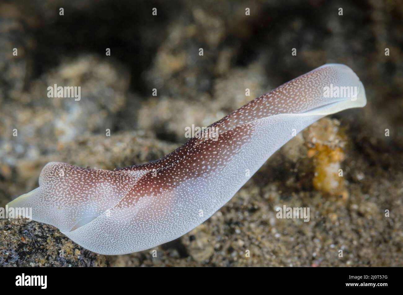 Headshield Sea slug, Chelidonura amoena, Alor, Nusa Tenggara, Indonesien, Pazifik Stockfoto