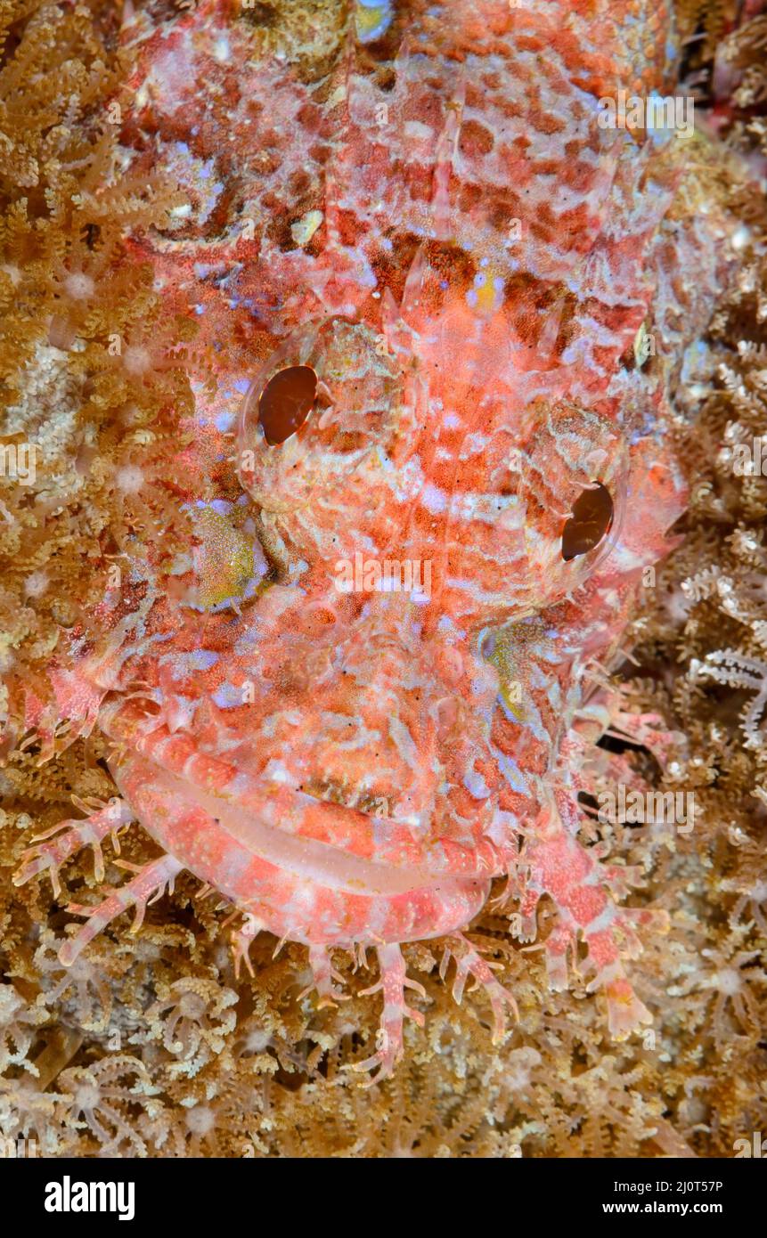 Poss' Scorpionfish, Scorpaenopsis possi, Alor, Nusa Tenggara, Indonesien, Pazifik Stockfoto