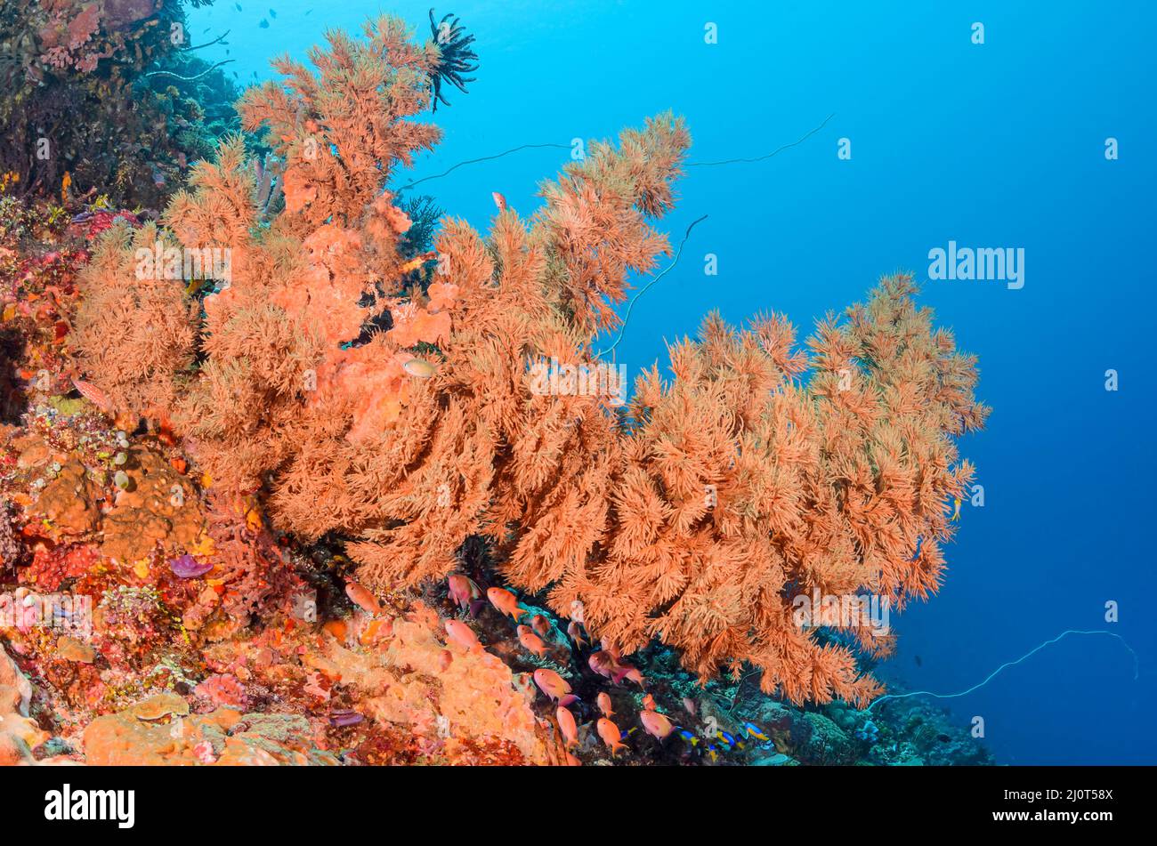 Schwarze Koralle, Antipathes sp., Alor, Nusa Tenggara, Indonesien, Pazifik Stockfoto