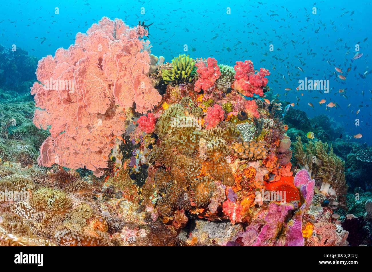Ein gesundes Korallenriff mit einem großen Meeresfan, Melithaea sp., Alor, Nusa Tenggara, Indonesien, Pazifik Stockfoto