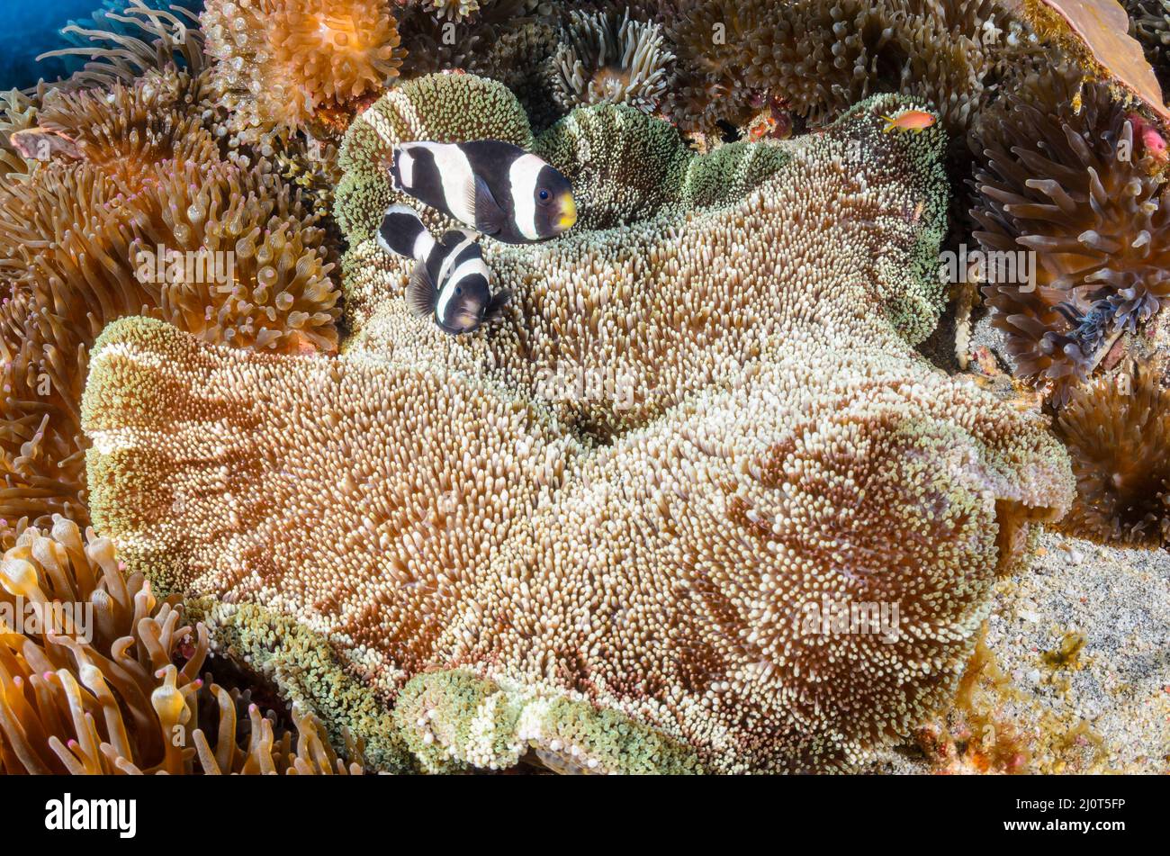 Saddleback Anemonefish, Amphiprion polymnus, On Haddon's Carpet Anemone, Stichodactyla haddoni, Alor, Nusa Tenggara, Indonesien, Pazifik Stockfoto