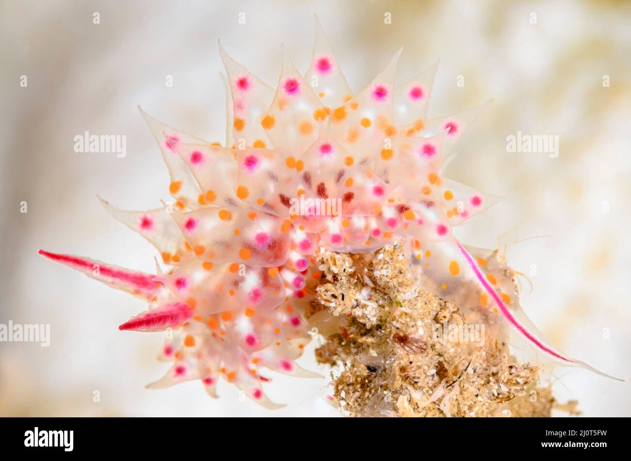 Nudibranch, Janolus sp., Alor, Nusa Tenggara, Indonesien, Pazifik Stockfoto