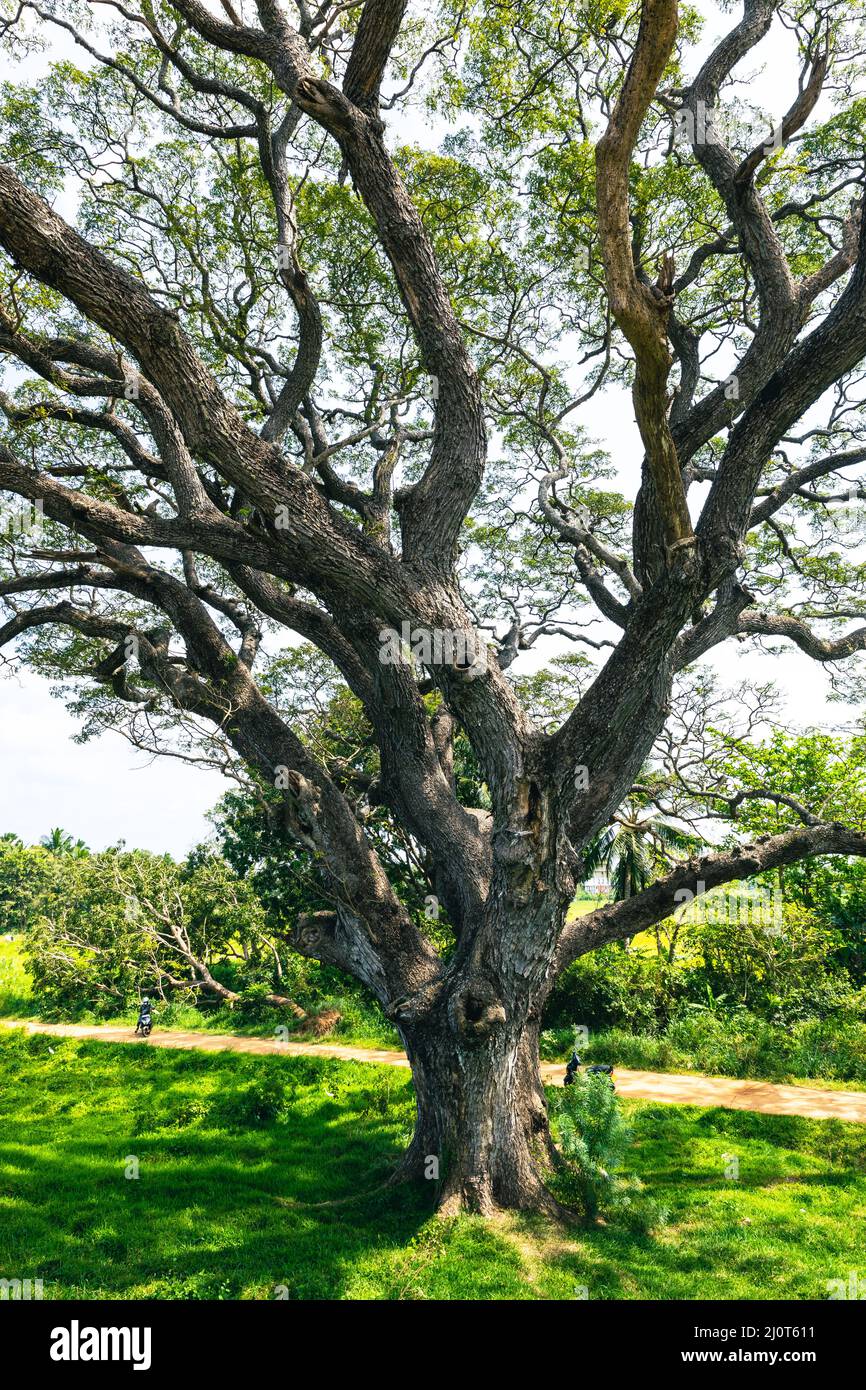 Große Bäume und Äste erstrecken sich in Sri lanka bis in den Schatten. Stockfoto