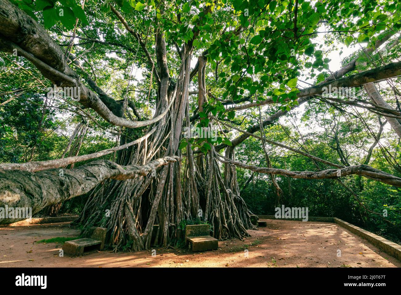 Das Great Banyan ist ein banyan-Baum (Ficus benghalensis) in Sri Lanka. Stockfoto