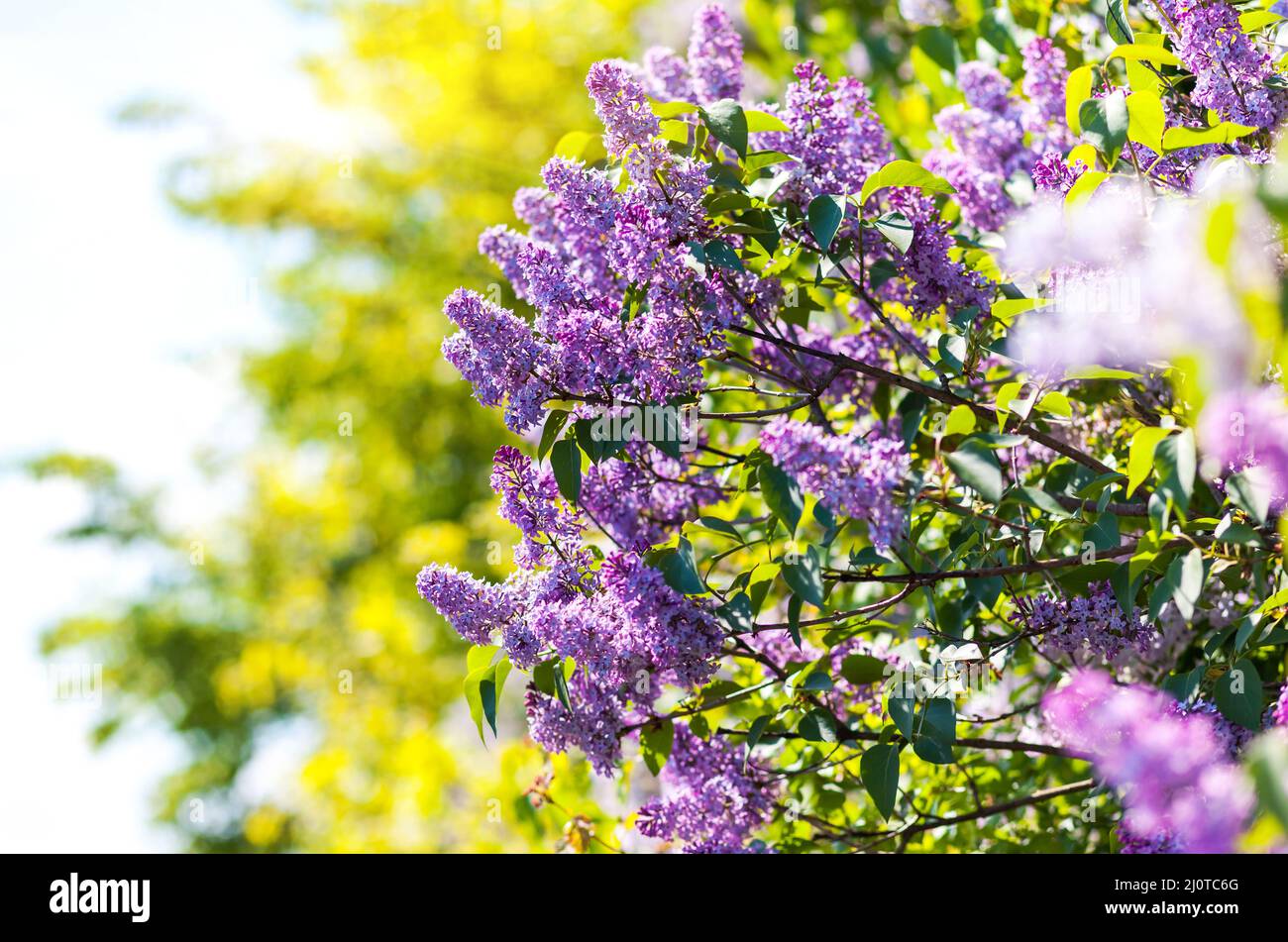 Close-up Schöne lila Blüten mit den Blättern. Beauty Welt. Stockfoto
