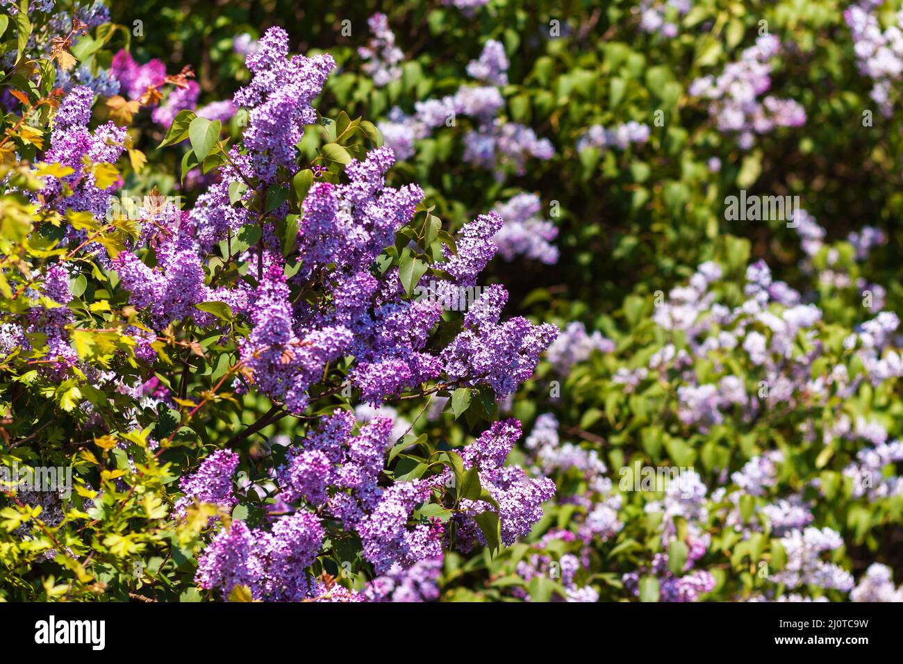 Close-up Schöne lila Blüten mit den Blättern. Beauty Welt. Stockfoto