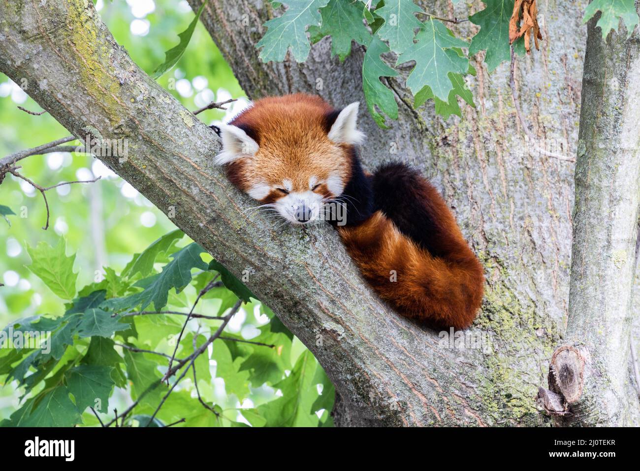 Roter Panda - Ailurus Fulgens - Portrait. Niedliches Tier, das faul auf einem Baum ruht. Stockfoto