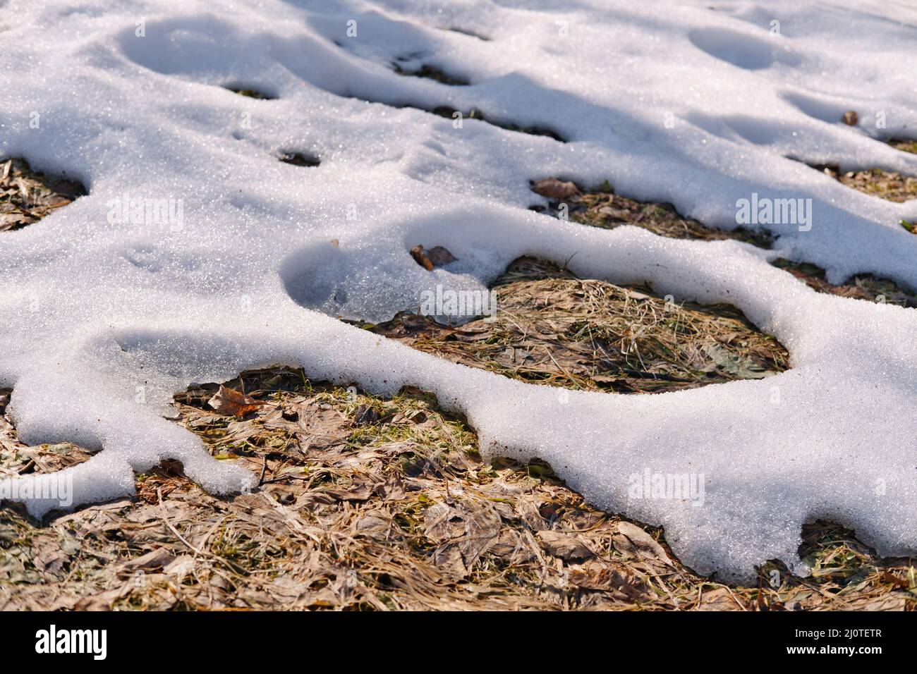 Schmelzender Schnee auf den Feldern im frühen Frühjahr. Natürlicher Frühlingshintergrund. Stockfoto