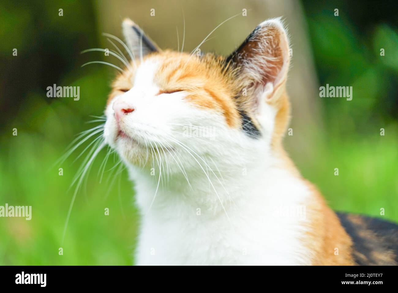 Tortoiseshell Katze in der Prärie eingebettet Stockfoto