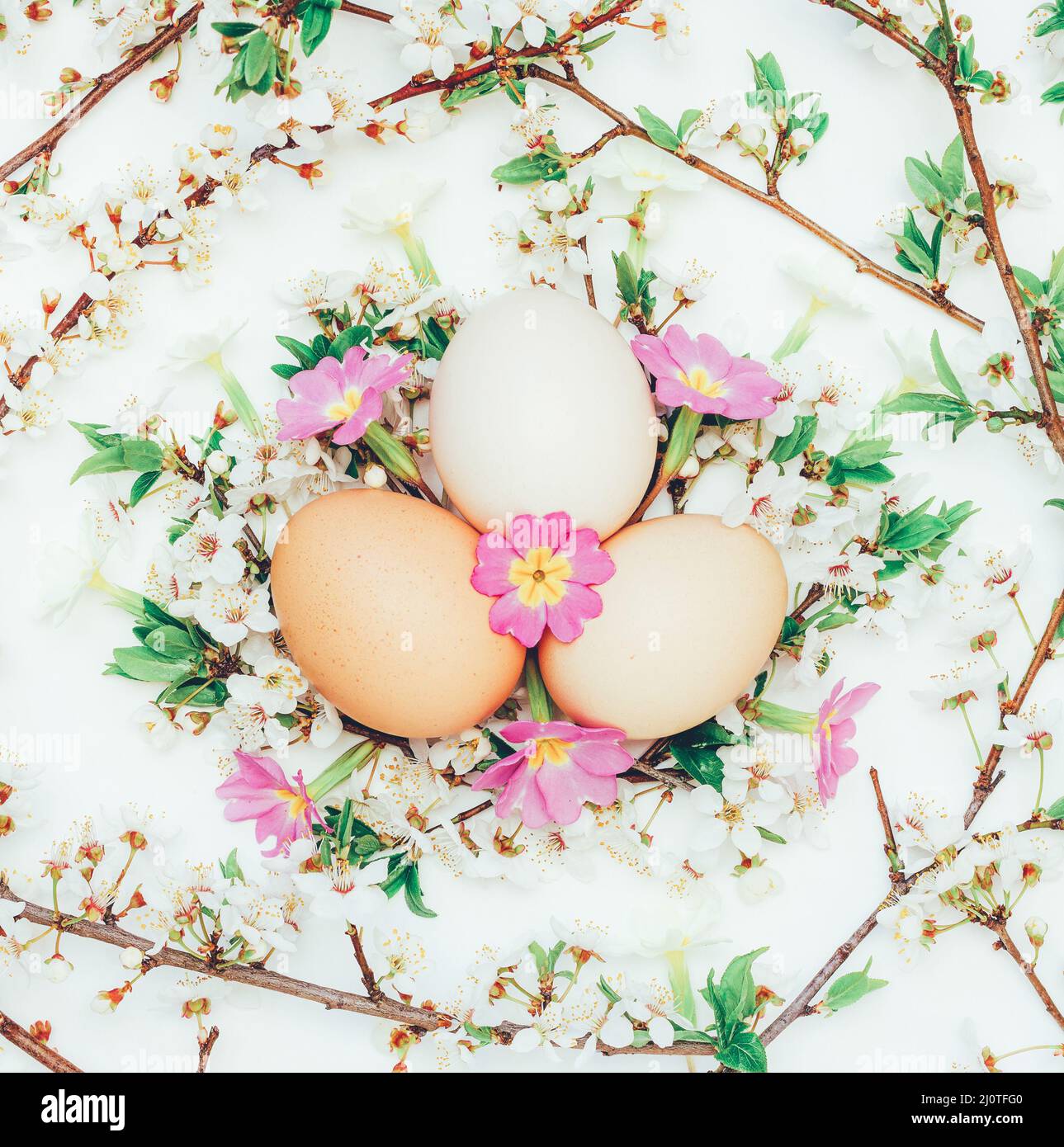 Drei Hühnereier in den blühenden Ästen und Blumen Primeln auf weißem Hintergrund. Nahaufnahme, Draufsicht. Das Konzept von EAS Stockfoto