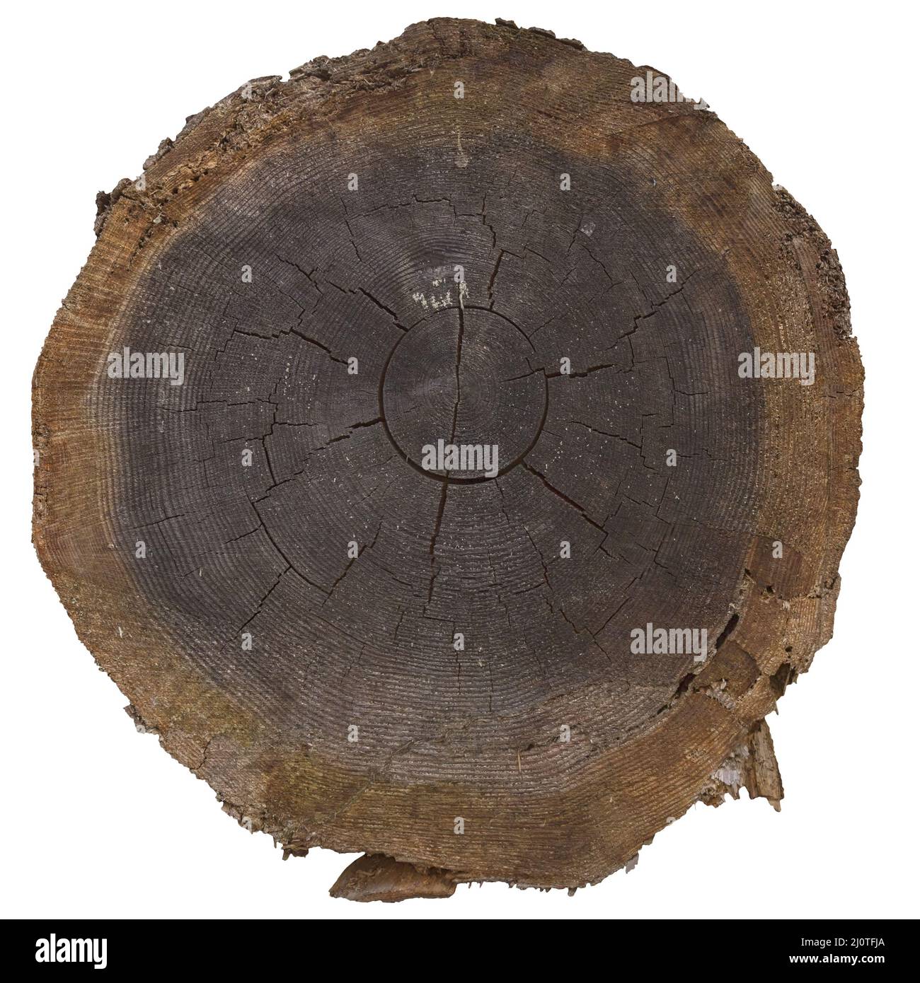 Gesägter Stamm mit Holztextur auf weißem Grund. Stockfoto