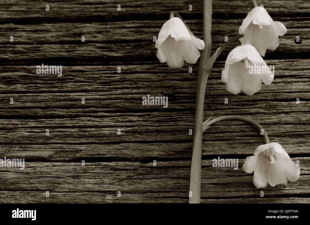 Weiße Blumenlilie des Tales auf einem Hintergrund von alten grauen Scheunenbrettern in den Rissen aus der Nähe. Mit Platz für die Veröffentlichung von Informati Stockfoto
