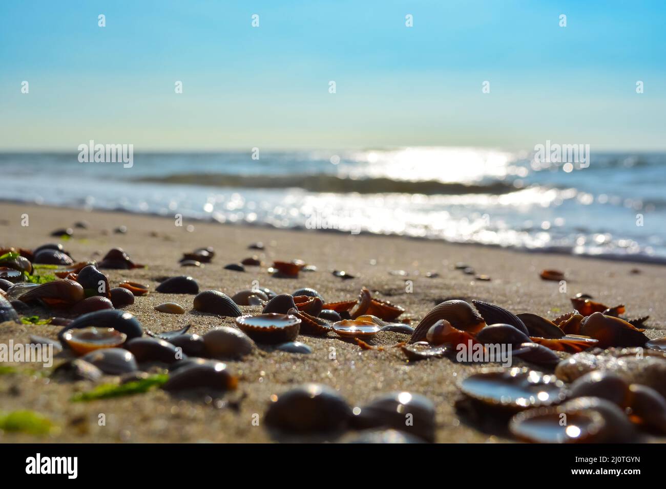 Shells Sand Beach Sonne Sonnenschein Meereswellen Stockfoto