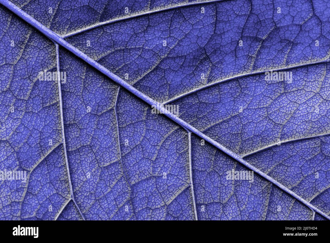 Makro-Textur Blatt Nahaufnahme sehr peri Farbe des Jahres 2022 Stockfoto