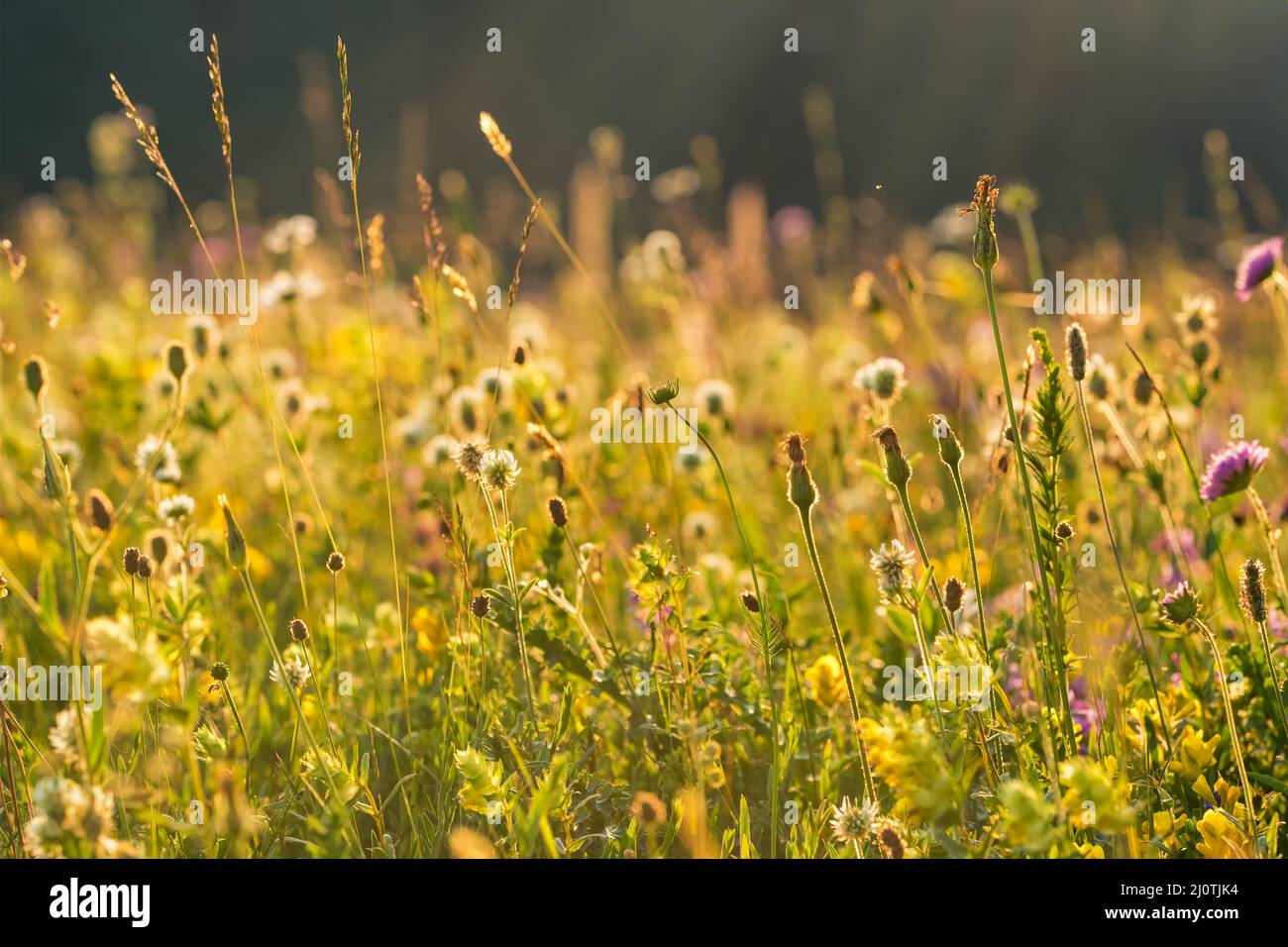 Schöne Almwiese mit bunten Blumen Stockfoto