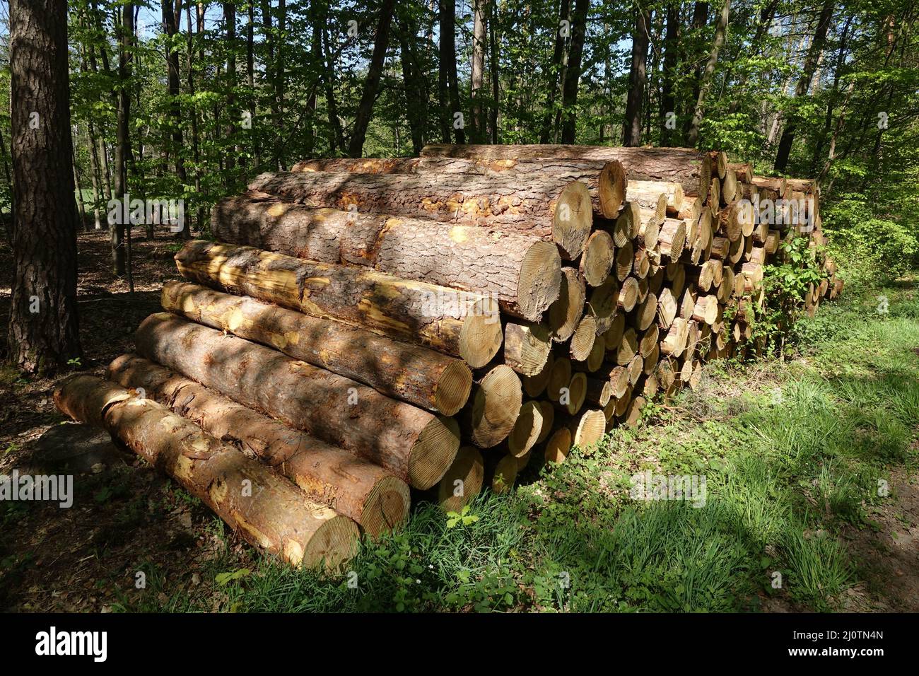 Holzstoß im Wald Stockfoto