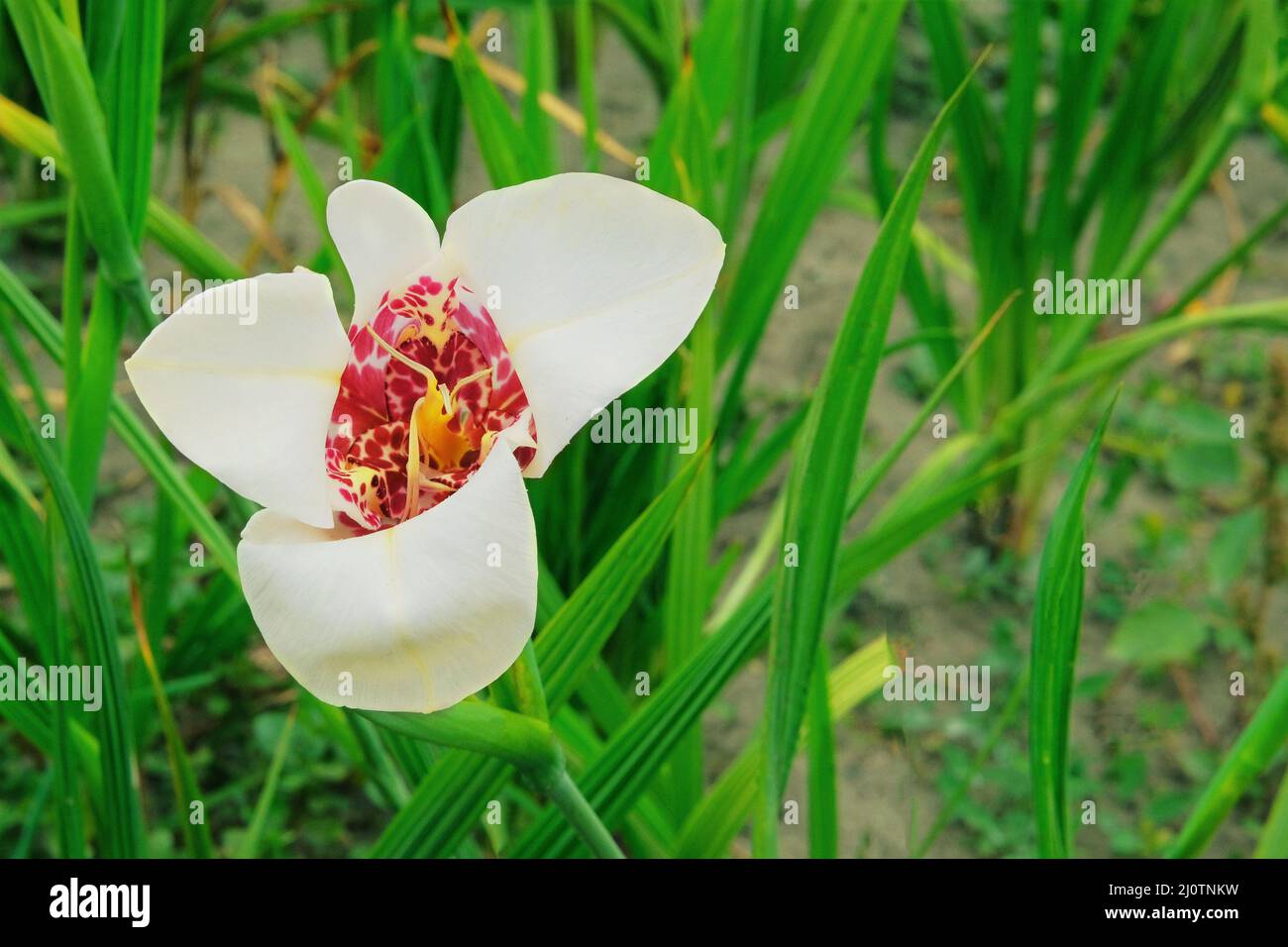 Wilde Orchidee wächst reichlich auf Moorland und blühendem Land. Die Blume wächst auf der Wiese. Nahaufnahme. Stockfoto