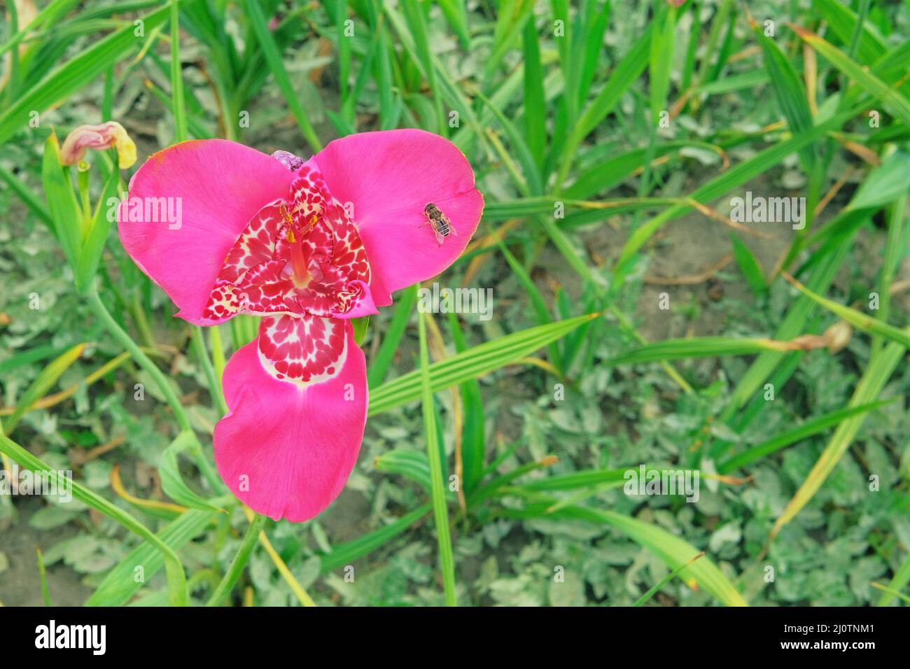 Die Wildblütenorchidee wächst reichlich auf Moorland und blühendem Land. Die Blume wächst auf der Wiese. Nahaufnahme. Stockfoto