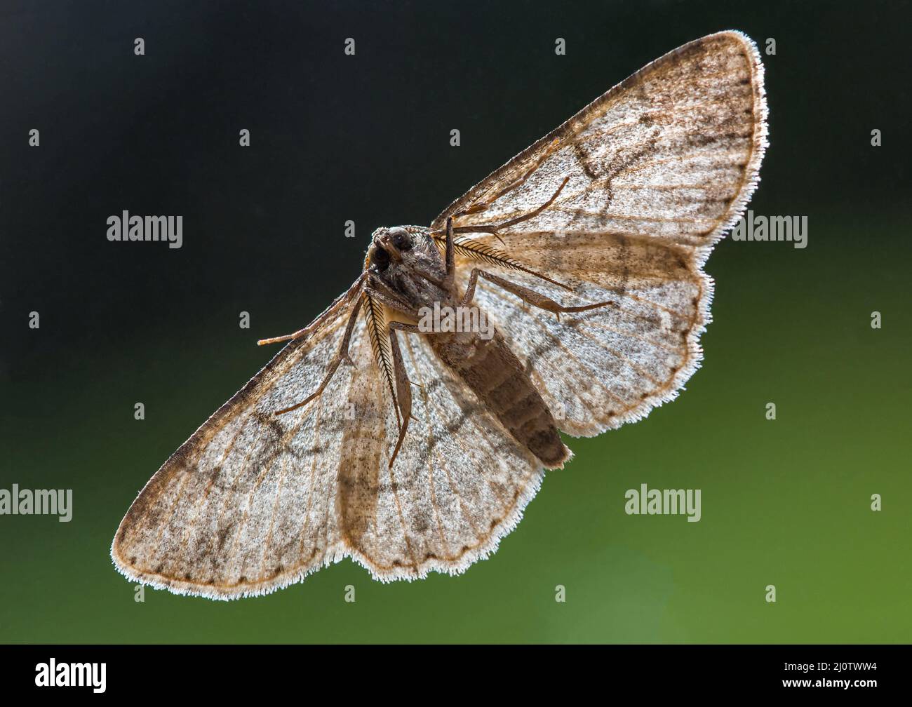 Nahaufnahme der Unterseite einer gewöhnlichen grauen Motte in North Carolina mit Hintergrundbeleuchtung. Stockfoto